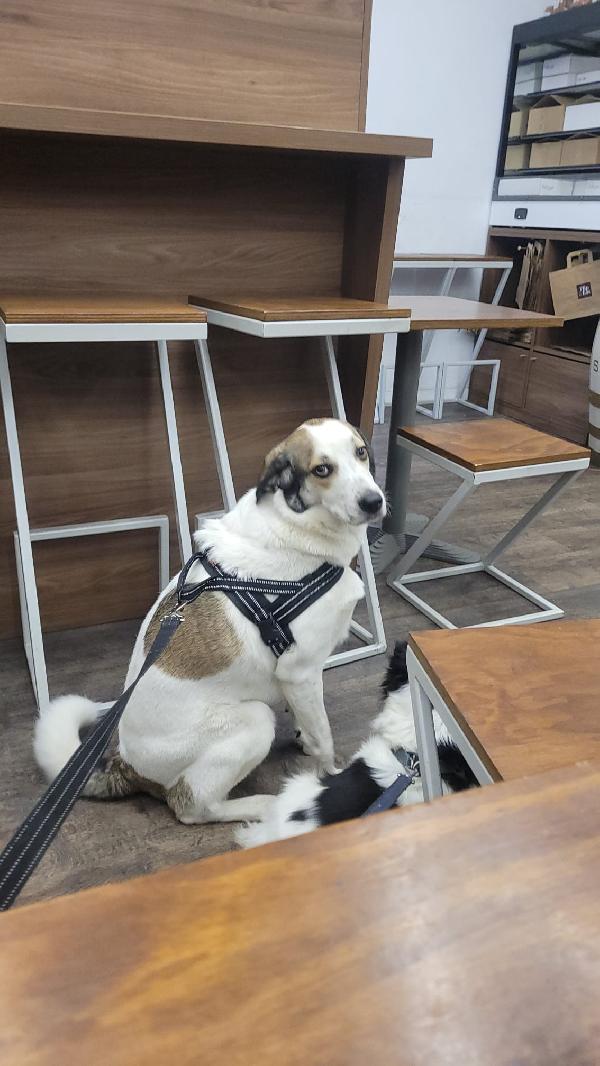 Twitty, una tenera meticcia Foto 4